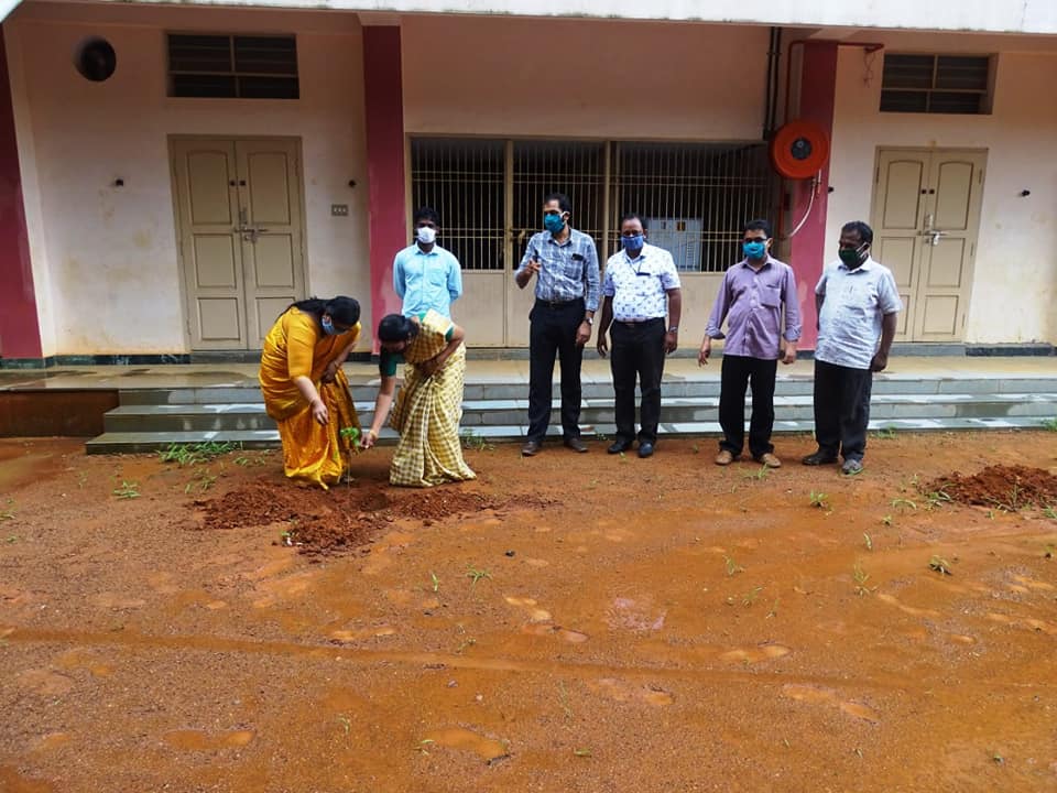 Planting of saplings